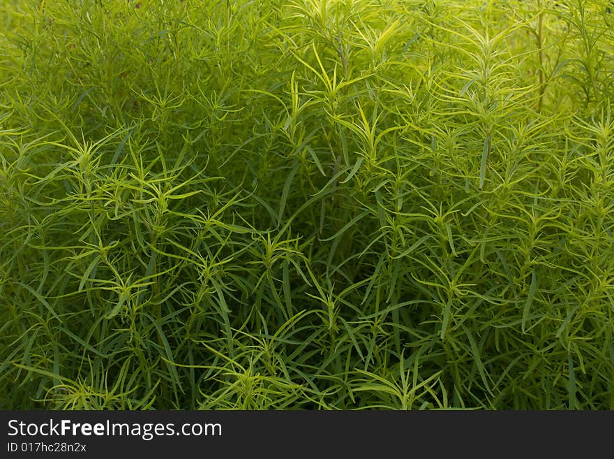 Very dense thicket of a green plant