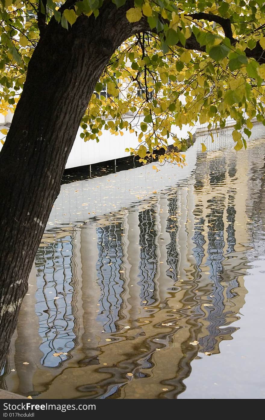 Reflection in pond water, autumn, yellow leaves