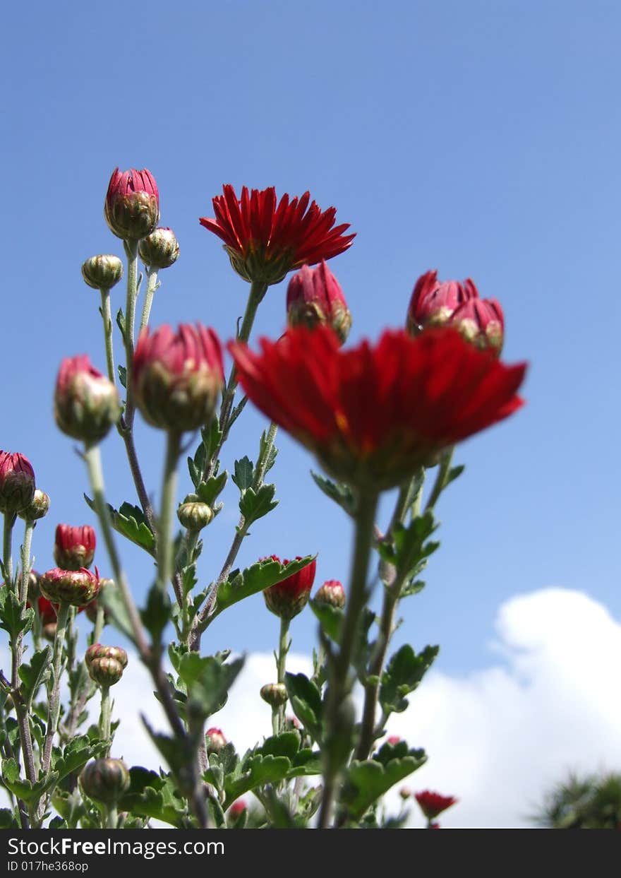 Some red chrysanthemum ,autumn  flowers in the garden