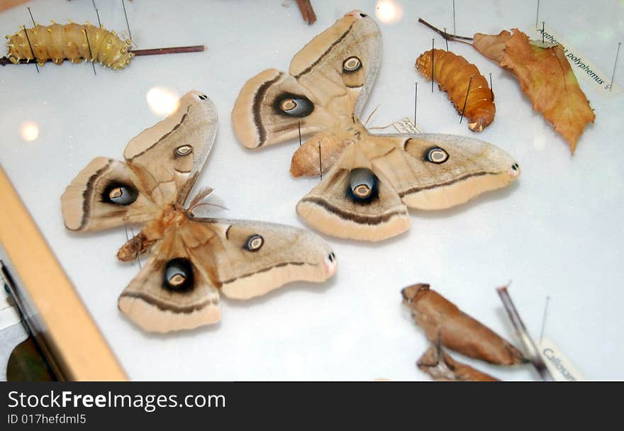 Moth displayed in a case at a bug fair in California. Moth displayed in a case at a bug fair in California