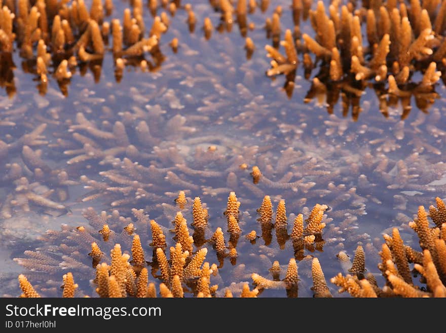 Staghorn corals exposed during low tide, Malaysia. Staghorn corals exposed during low tide, Malaysia