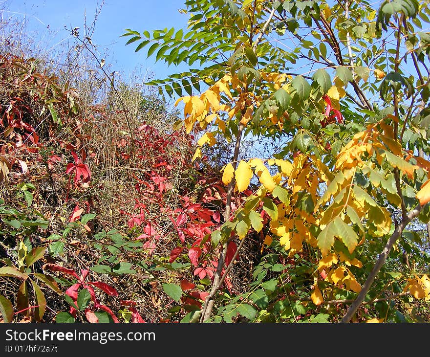 Autumn variegation - red, yellow and green leaves