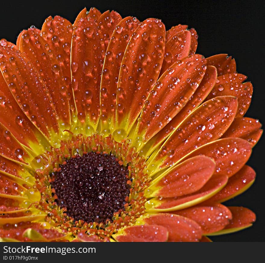 Orange and yellow Gerbera on black background with dew. Orange and yellow Gerbera on black background with dew