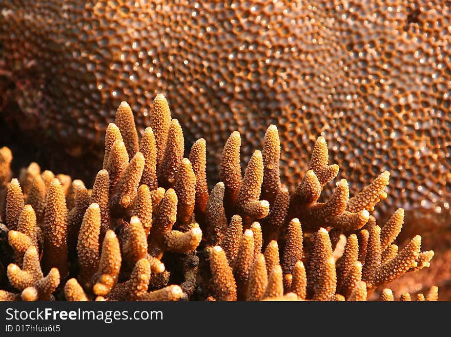 Exposed Corals at Low Tide