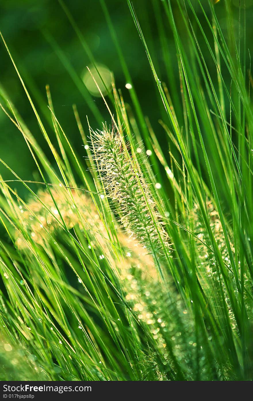 Green grass and ears in sunset lighting close-up. Green grass and ears in sunset lighting close-up