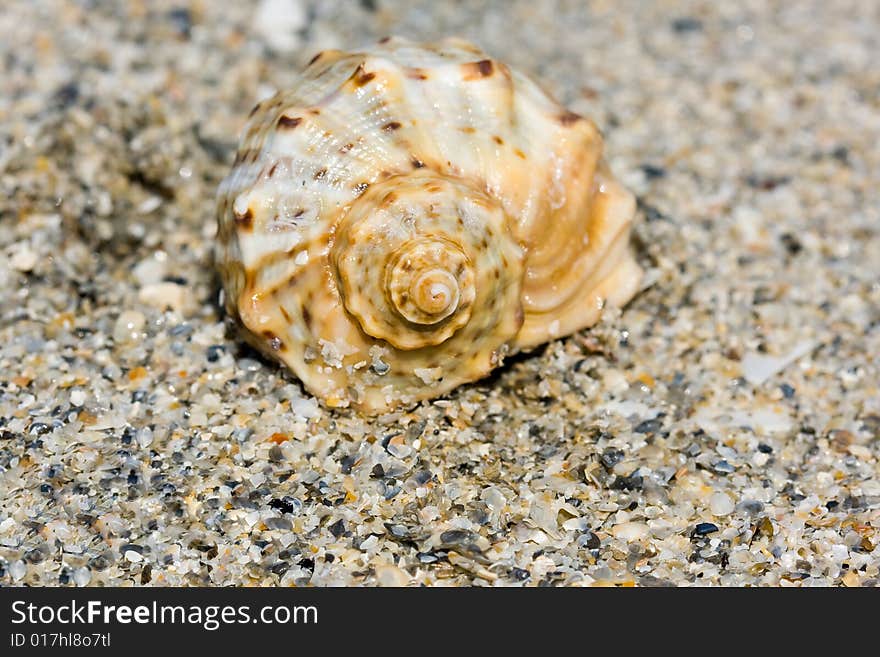 Single seashell on the beach