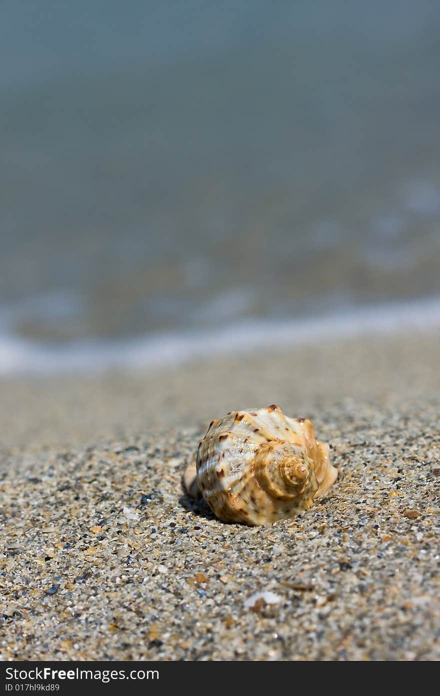 Single seashell on the beach