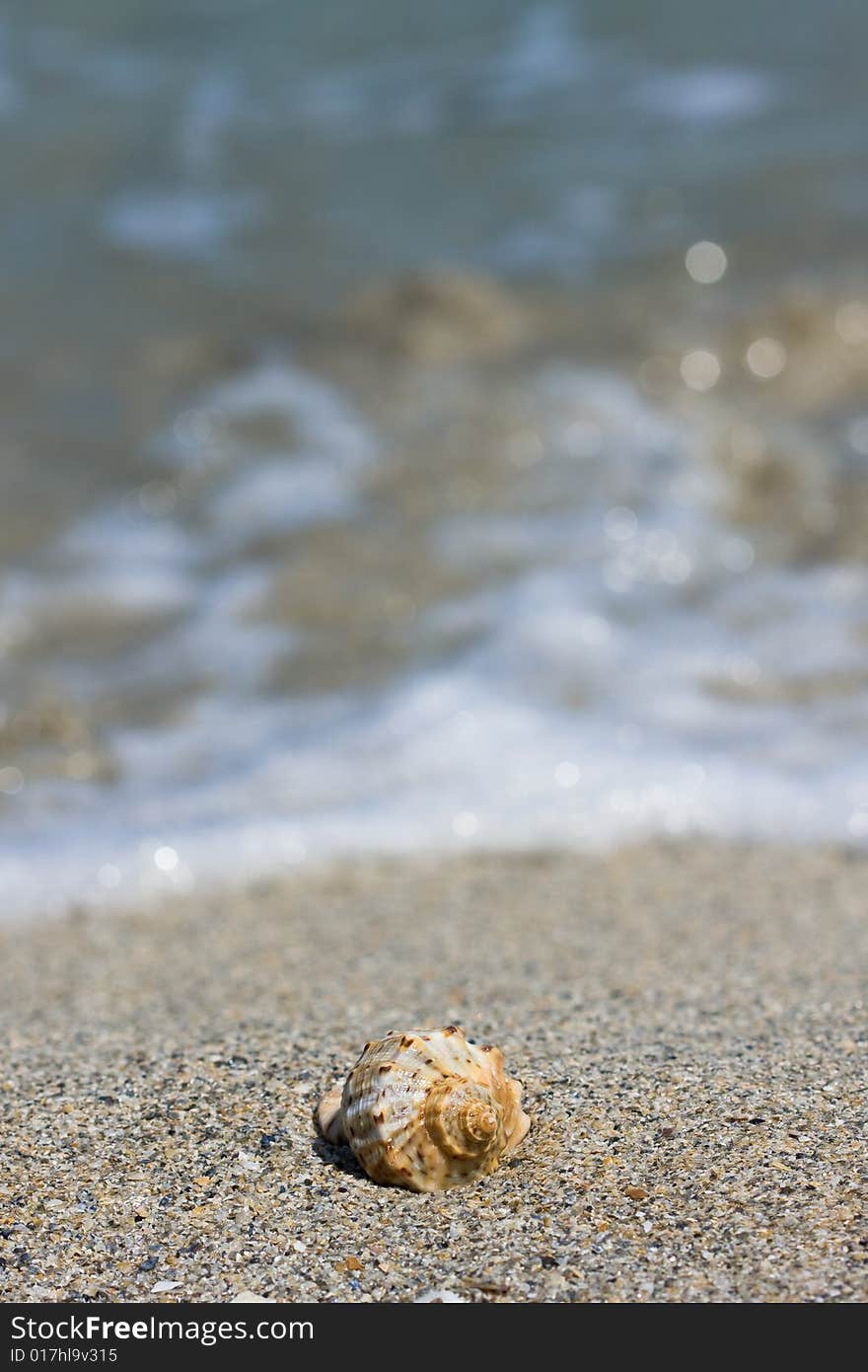 Seashell on the beach