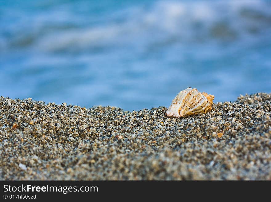 Seashell on the beach