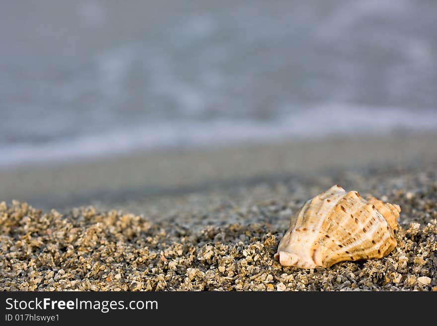 Seashell on the beach