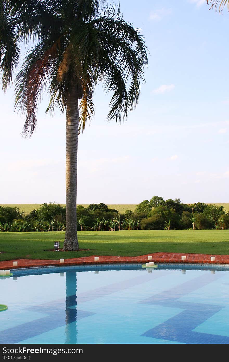 View from the pool, a forest in the background, palm. View from the pool, a forest in the background, palm