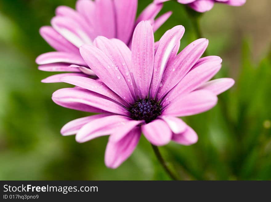 Pink flower with water drops