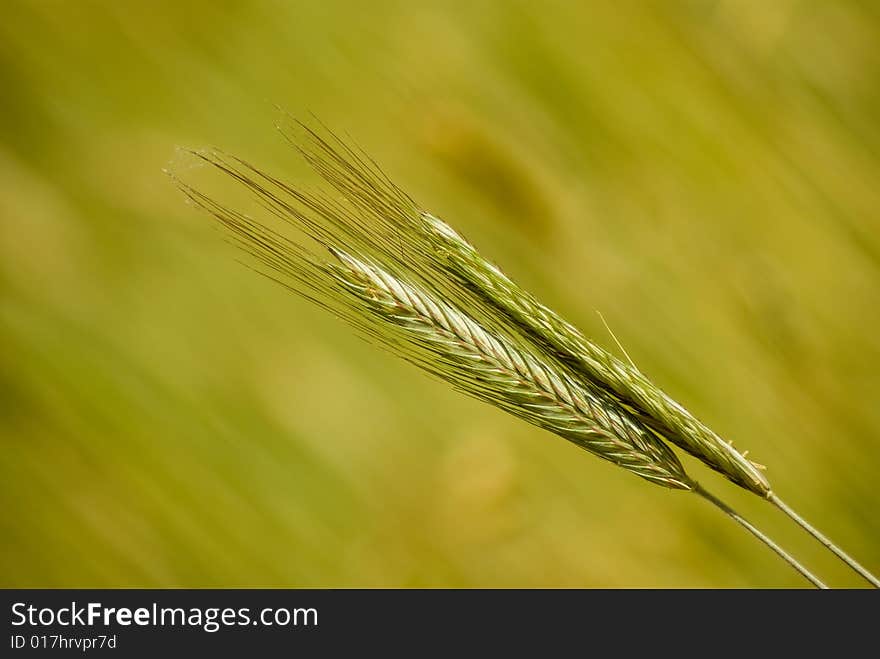 Two Rye Ears