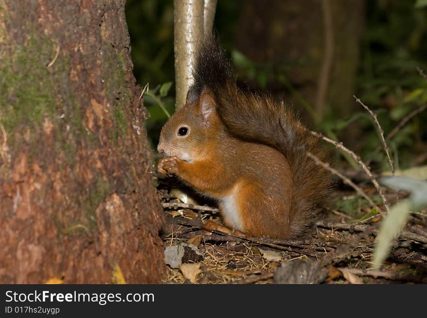 Close-up of a red squirrel eating a nut