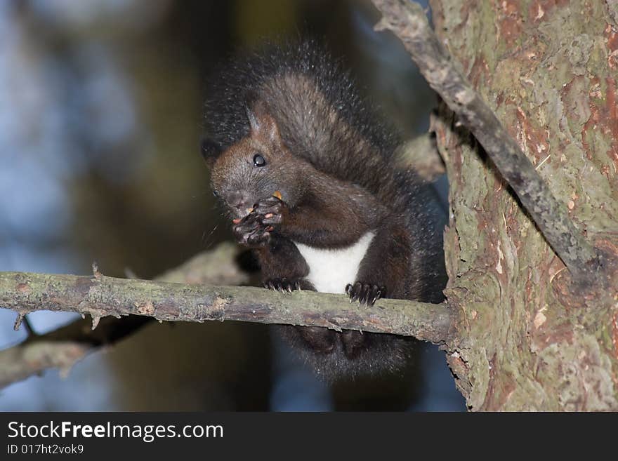 Black squirrel sitting on a tree branch