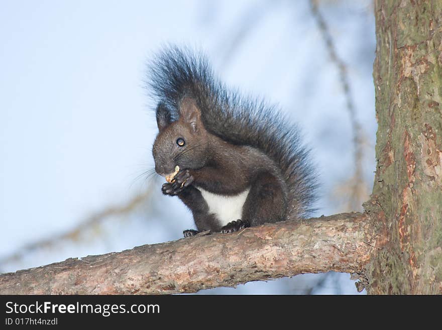 Black squirrel sitting on a tree branch