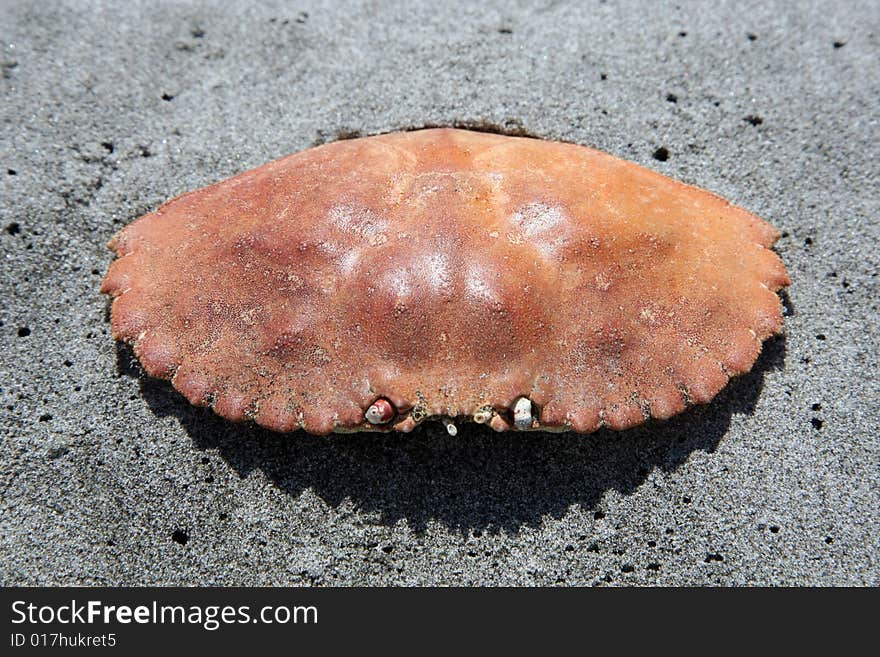 Shell-crab on the sand. Shell-crab on the sand