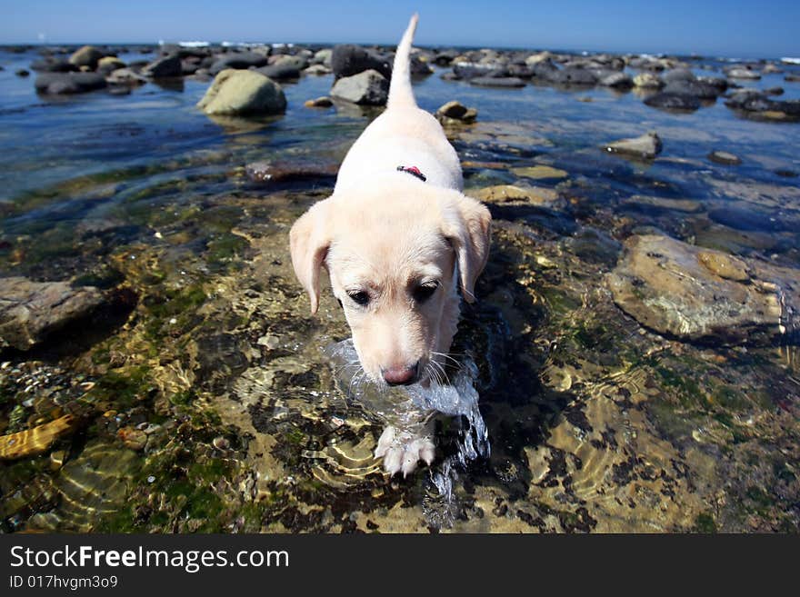 Yellow Labrador Retriever  in the  water