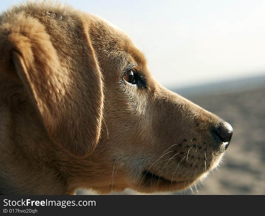 Puppy labrador retriver portrait , eye focusing