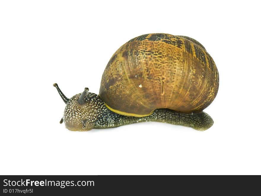 Common garden snail isolated on white background