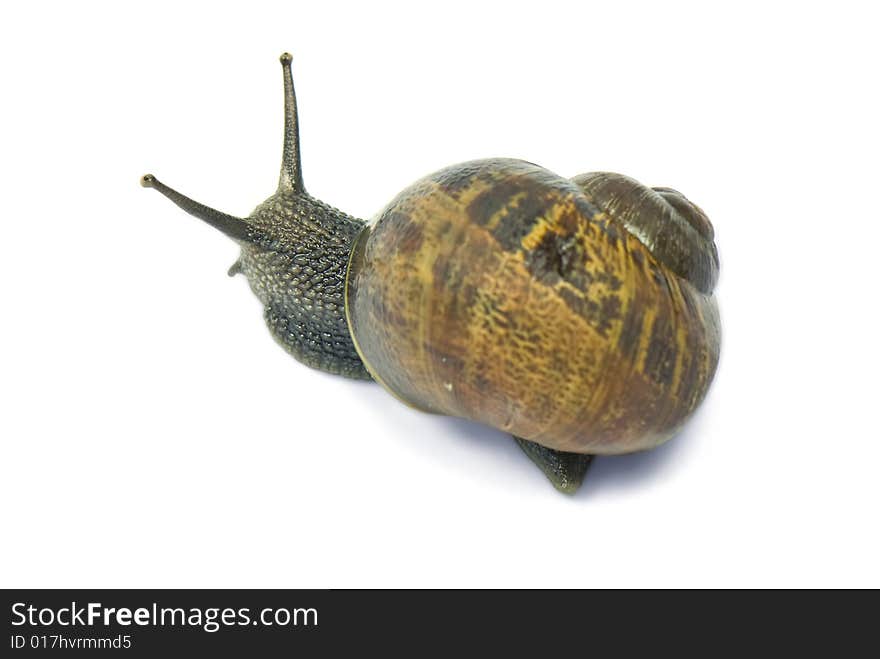 Common garden snail isolated on white background