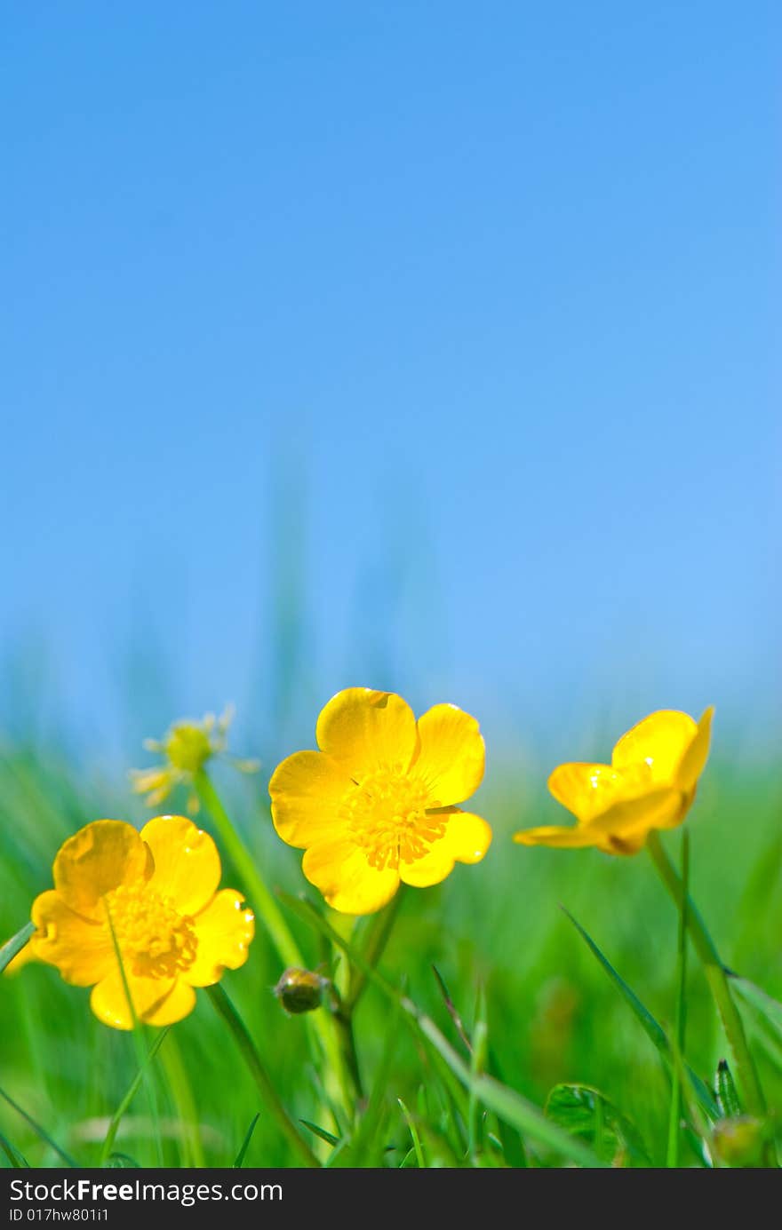 Yellow flowers green grass and blue sky