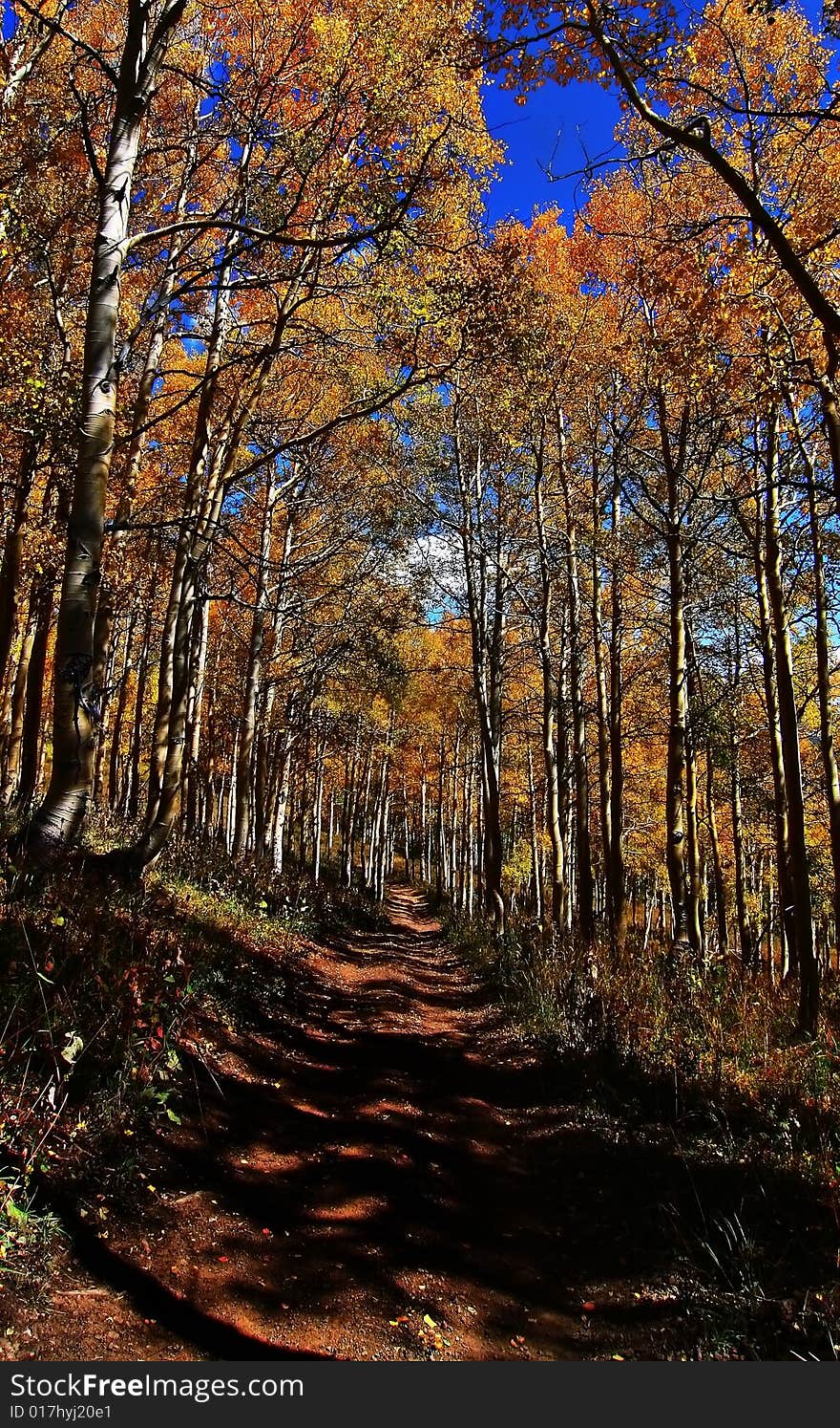 High mountain road in the fall showing all the fall colors. High mountain road in the fall showing all the fall colors