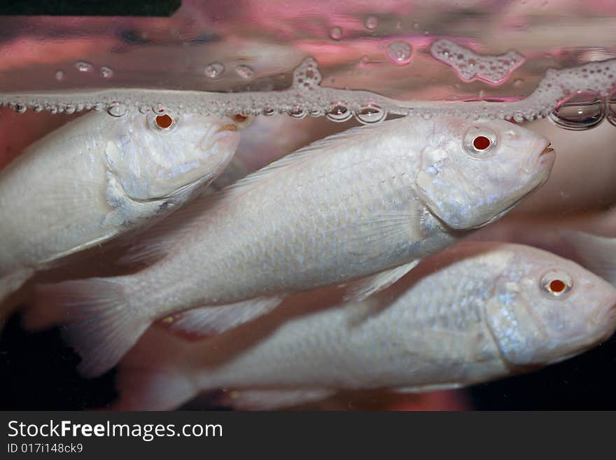 Close up colorful tropical fish in a aquarium. Close up colorful tropical fish in a aquarium