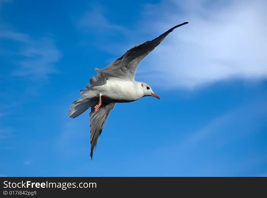 Seagull gliding through a blue sky