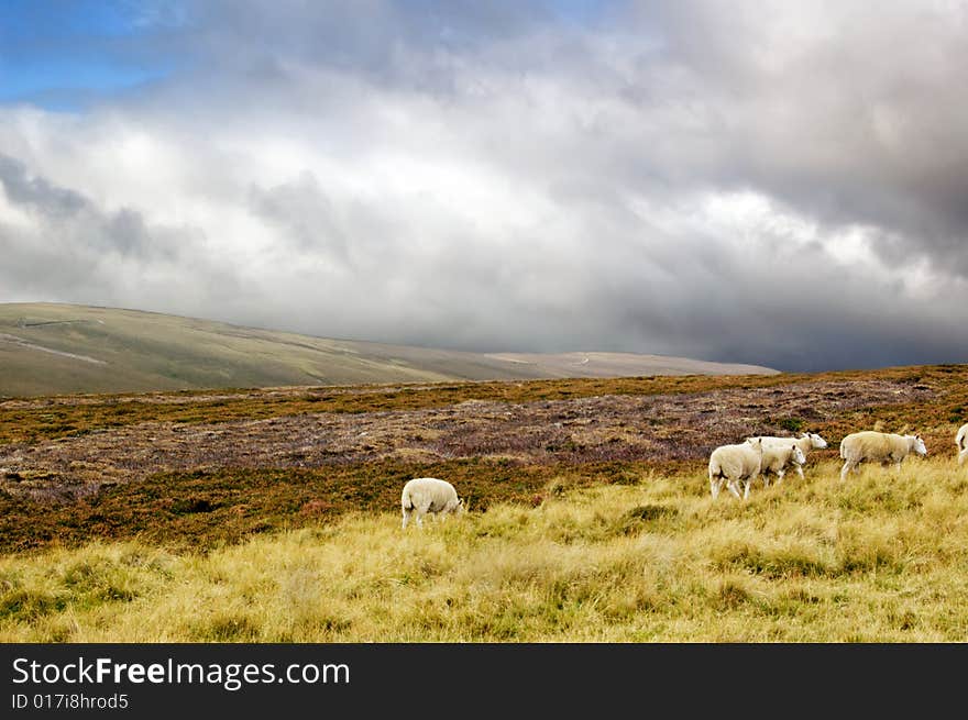 Sheep In Scottish Highlands On Cloudy Day