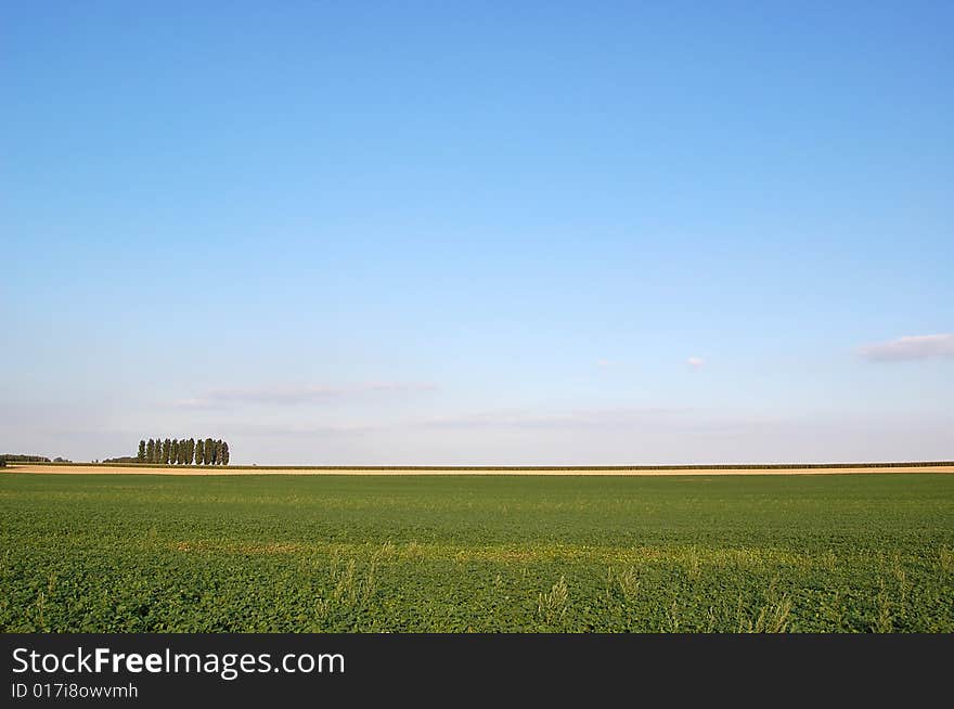 Sugar beet field under clear sky. Sugar beet field under clear sky