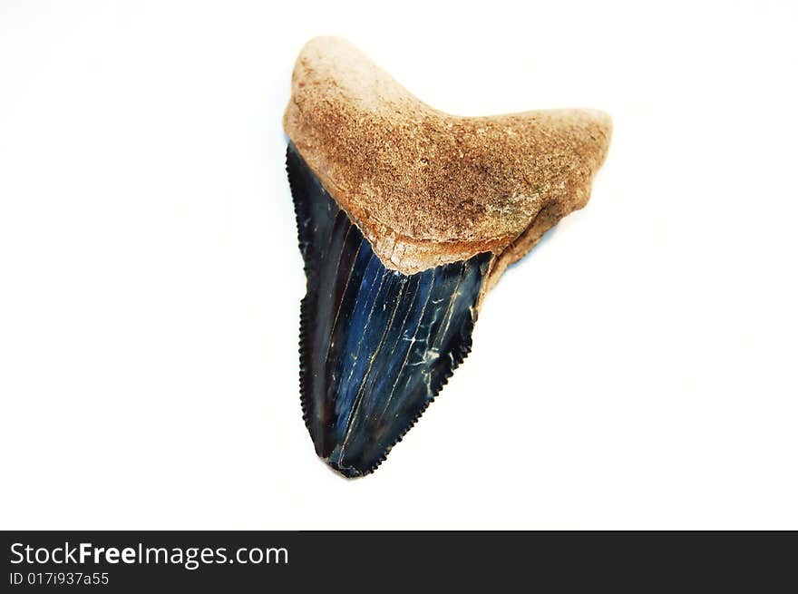 Extinct megalodon shark tooth on white background