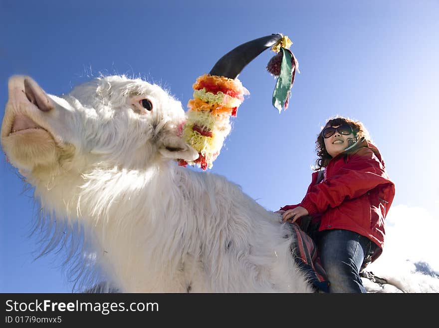 The girl riding a yak