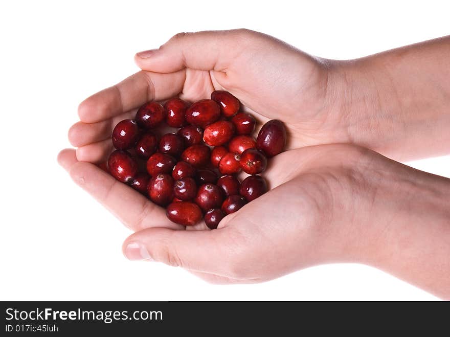 Delicious fresh organic cranberries in two cupped hands. Delicious fresh organic cranberries in two cupped hands