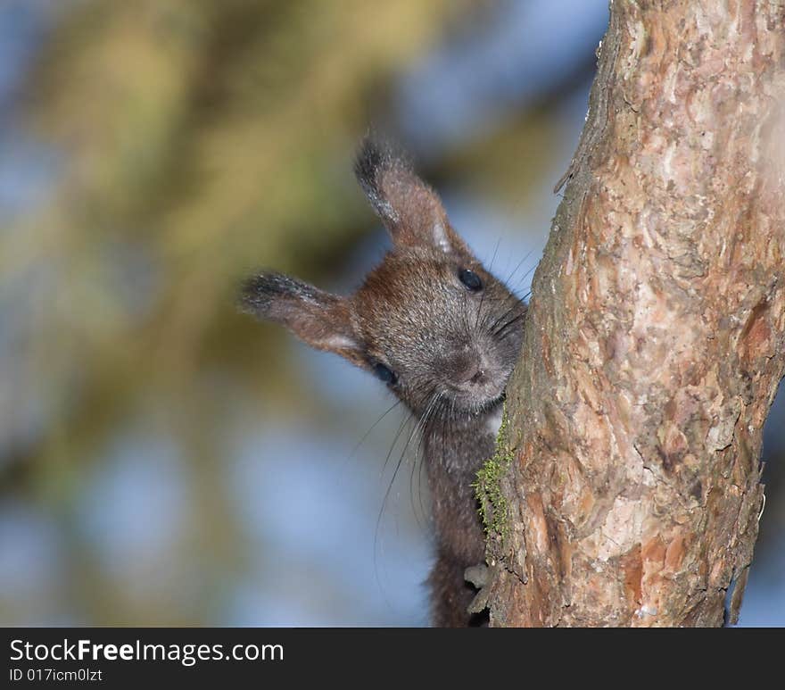 Black squirrel looking down from a tree branch