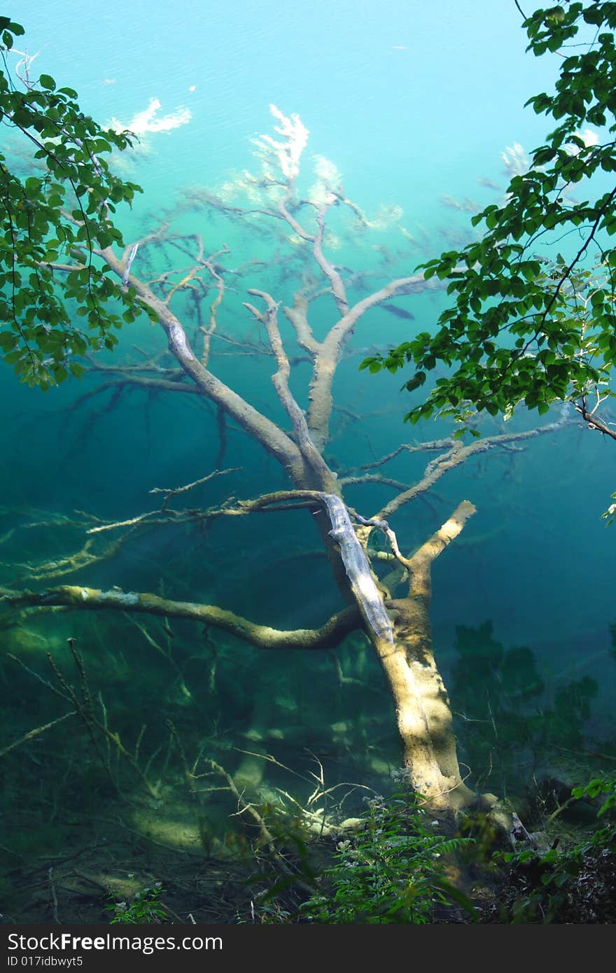 Old tree under the water