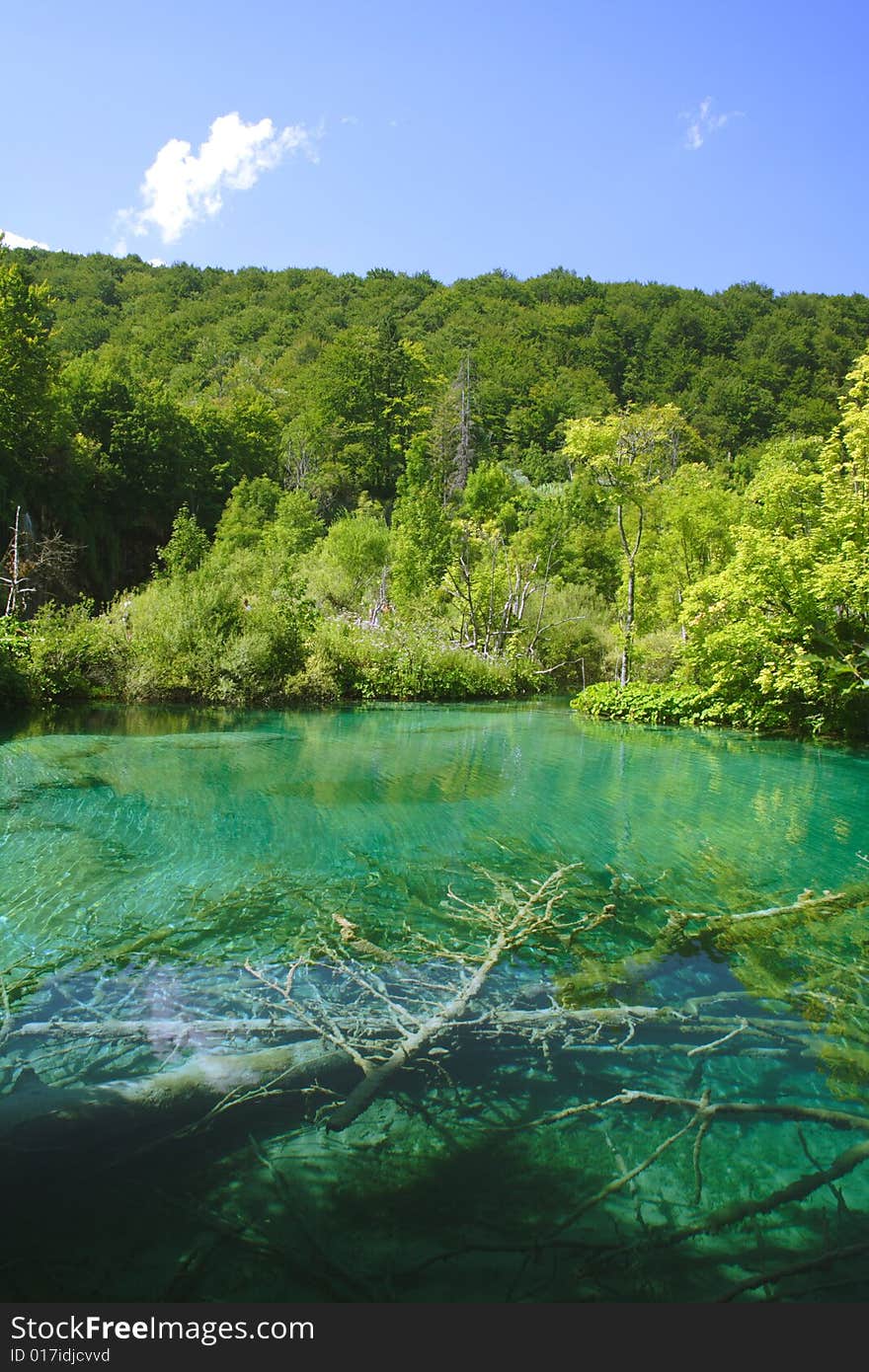 An old tree in a lake