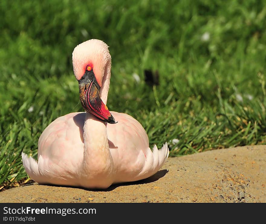 Flamingo lying on belly on a rock