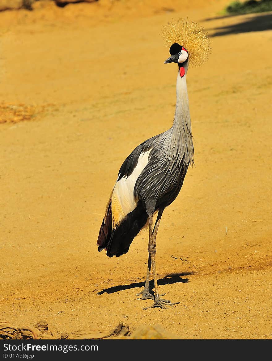 West African Crowned Crane