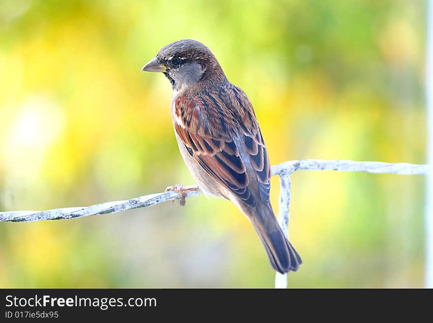 Sparrow on a colorful background blured from the lenses