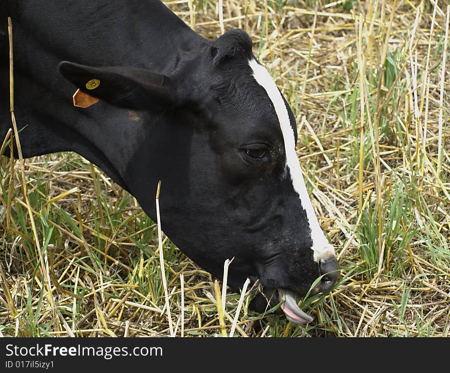 A black and white cow wraps its tongue around lucerne grass. A black and white cow wraps its tongue around lucerne grass.