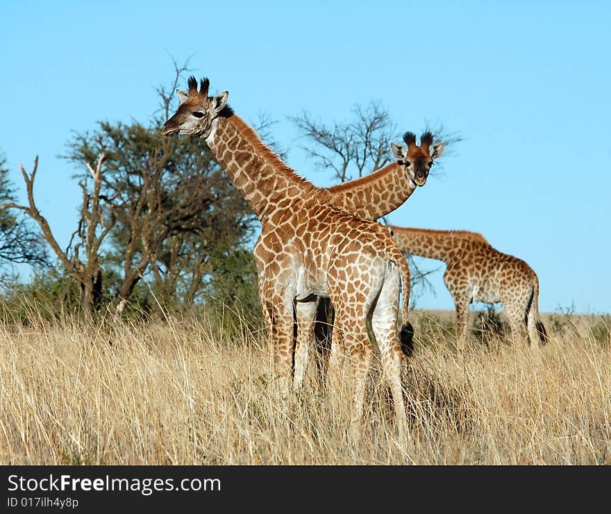 Three young Giraffe calves in the bushveld of South Africa. Three young Giraffe calves in the bushveld of South Africa.