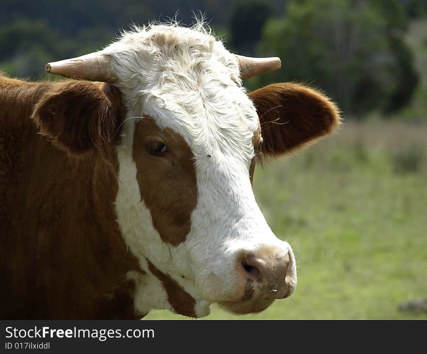 Portrait Of A Cow