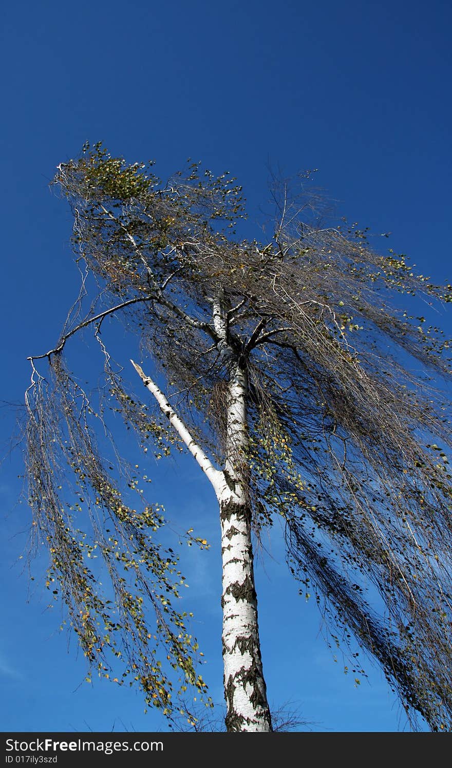 Autumn birch against the clear blue sky