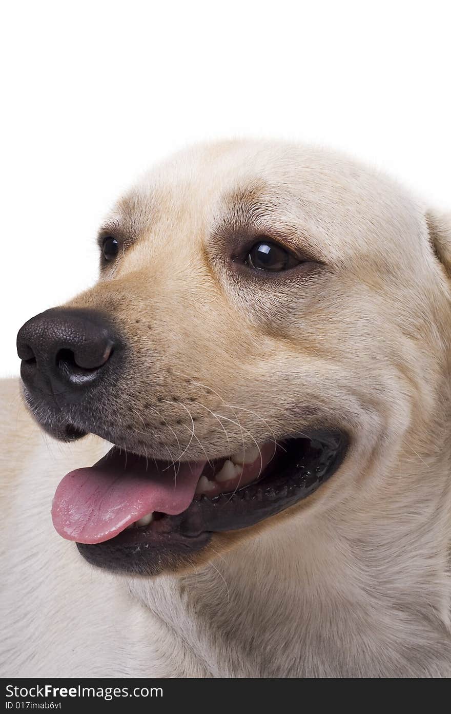 Portrait of the caucasian sheep dog. Isolated