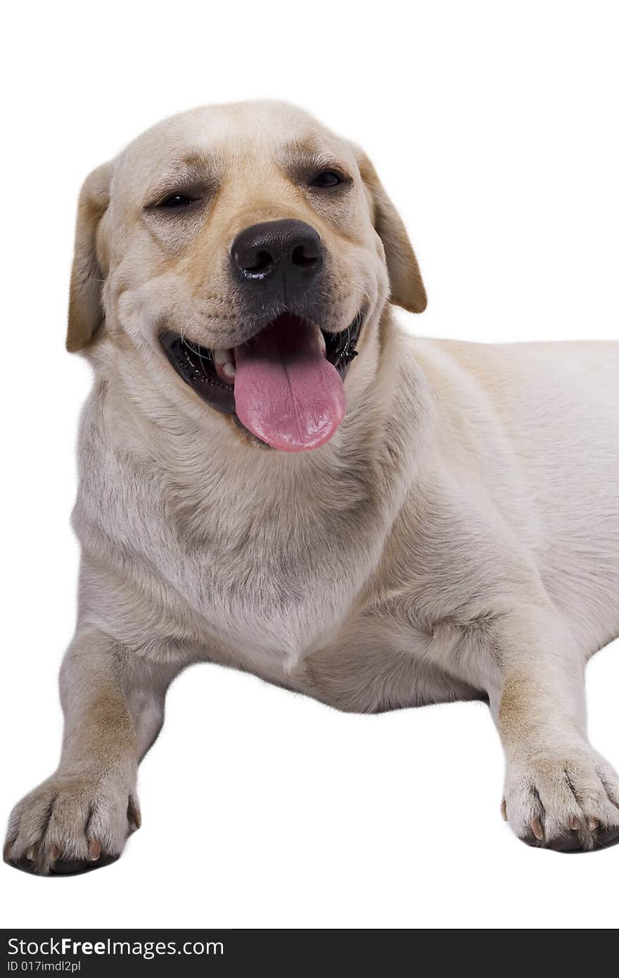 Portrait of the white caucasian sheep dog