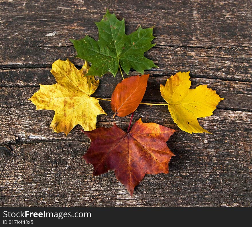 Leaves from the forest in autumn. Leaves from the forest in autumn.