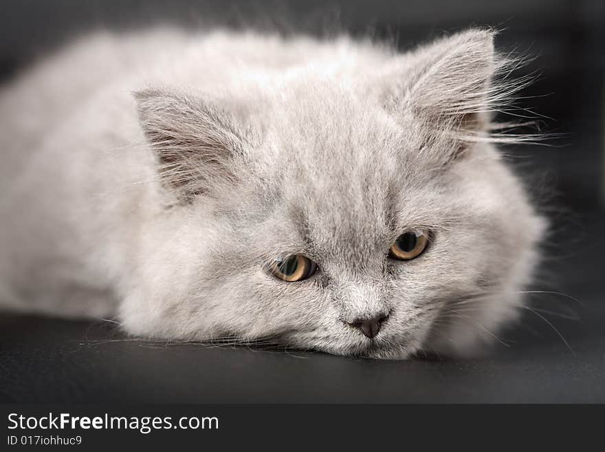 Sleepy british kitten over black background