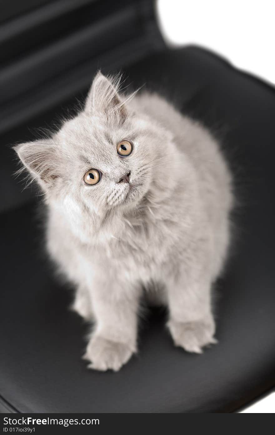 British kitten sitting on a chair looking up. British kitten sitting on a chair looking up