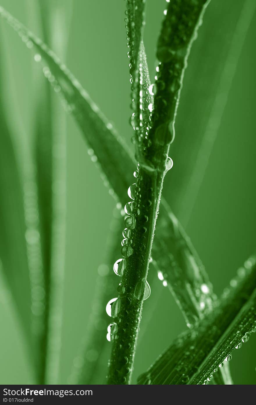 Fresh Wet Grass Background